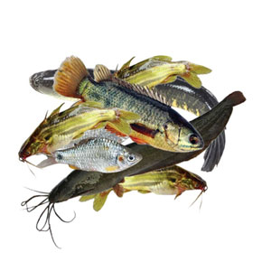 Haor Fish Mix