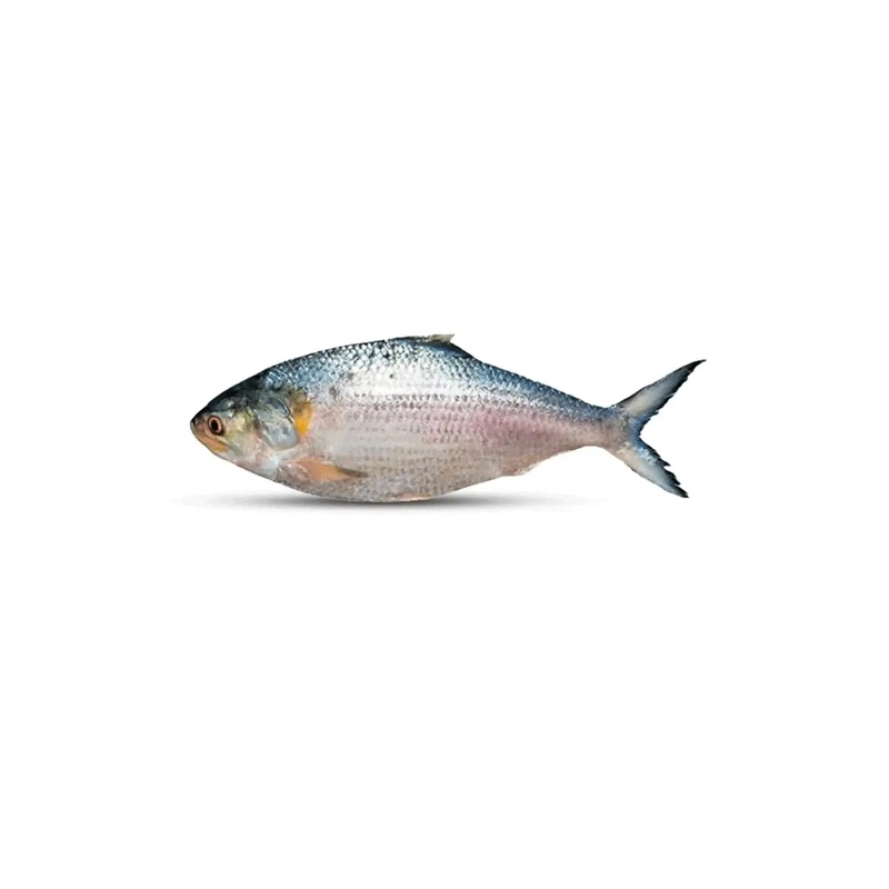 Ilish
